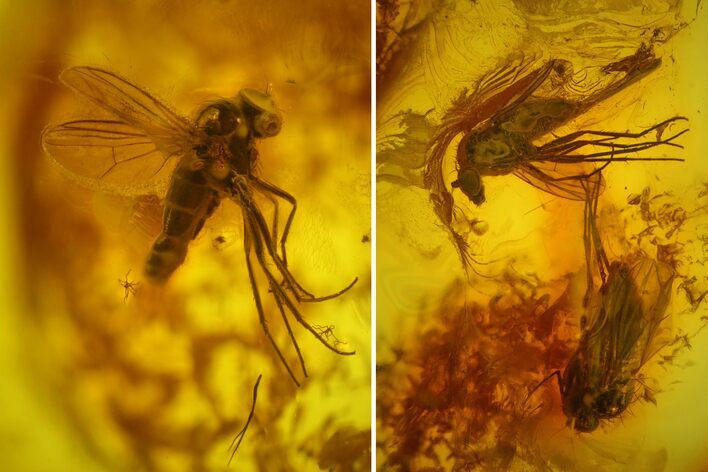 Three Fossil Flies (Diptera) In Baltic Amber #159782